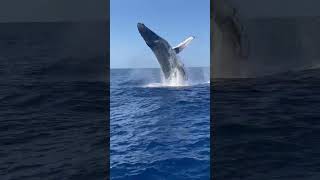 Amazing CLOSE-UP Humpback Whale Breach!