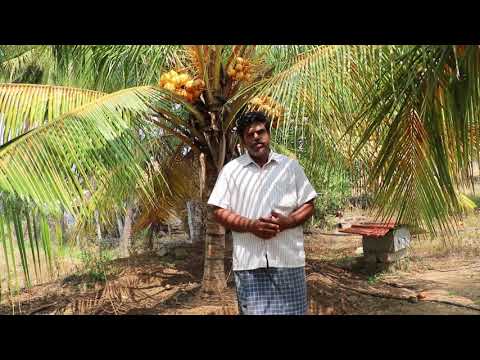 How to increase coconut yield by Nano Yenpeekay+ Liquid fertilizer ?