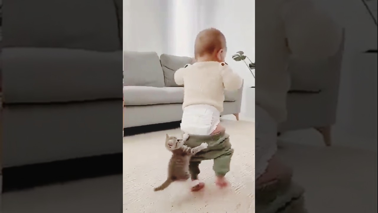 dog and cat funny videos #funny #puppylove #cute #petsempire #cat #funnypuppy #puppyvideos