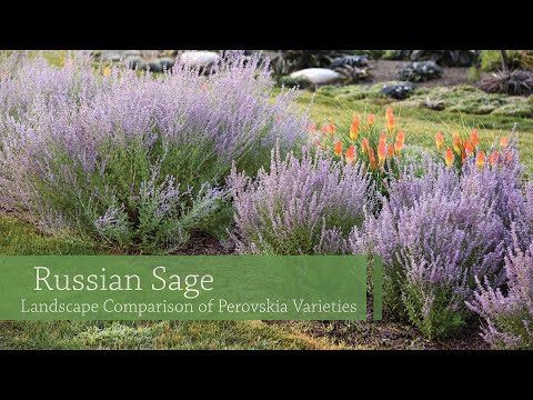 Perovskia Side by Side | Walters Gardens