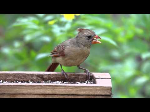 The Juvenile Cardinal