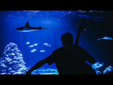 J.S. BACH Cello Suite No.3. Transcription for double bass by T. Pelczar | db - Tomasz Januchta