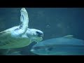 Babyfirst Safari Scrapbook Sea Turtle