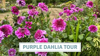 Dahlia Tour of All The Purple Dahlia Varieties | Comparing Size, Colour & Form // Cottoverdi