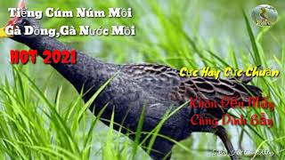 Download lagu Cúm núm mồi.(gà đồng,gà nước) mồi. mới nhất 2021.chuyên bẫy cúm núm.khôn đến mấy cũng dính bẫy mp3 Download lagu Cúm núm mồi.(gà đồng,gà nước) mồi. mới nhất 2021.chuyên bẫy cúm núm.khôn đến mấy cũng dính bẫy mp3