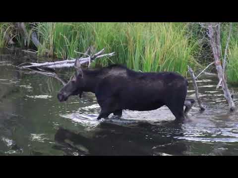 Moose at the Beaver Pond Part 2   HD 1080p