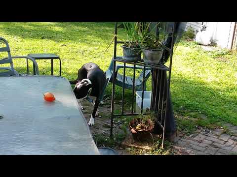 Birds: Robins are migrating eating mostly crickets & earthworms or night crawlers with the squirrels