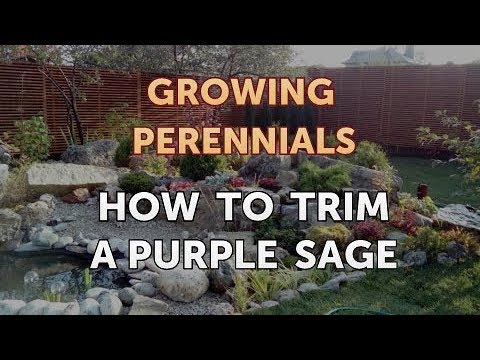 Can I Propagate a Peony From a Cutting