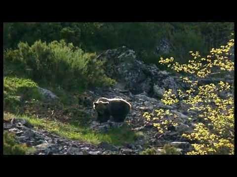 Parque regional: Picos de Europa