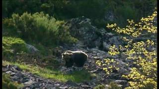 Parque regional: Picos de Europa