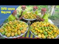 Mango Milk Shake Of Sabu Dana Most Healthy Dessert In Summer Juice For Primary School Kids