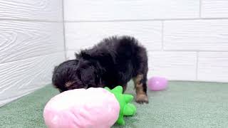 ハーフ犬の動画01