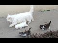 Mother Cat Walking With Her Kittens And Hitting Them To Go Inside White Cat Protecting Her Kittens