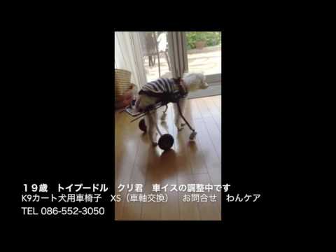 トイプードルのクリ君　犬用車椅子の調整中