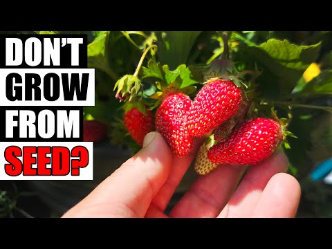 How To Grow Strawberries From Runners Tips and Tricks 2019