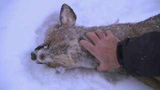 This is How a Lynx Kills | Deadly 60 | Series 2 | BBC Earth