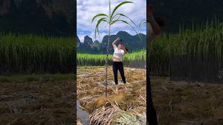 Download lagu She ran and showed me the sugarcane in their fields | Sweet sugarcane farming #shorts #farming mp3