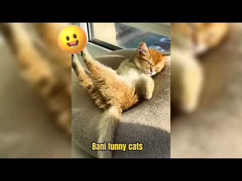 Funniest Animals 2023 😂 Funniest Cats and Dogs 😺🐶