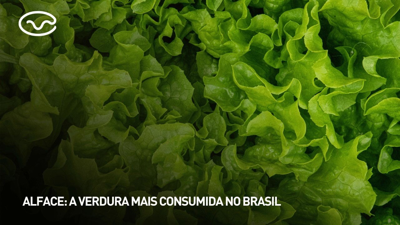 Alface: a verdura mais consumida no Brasil
