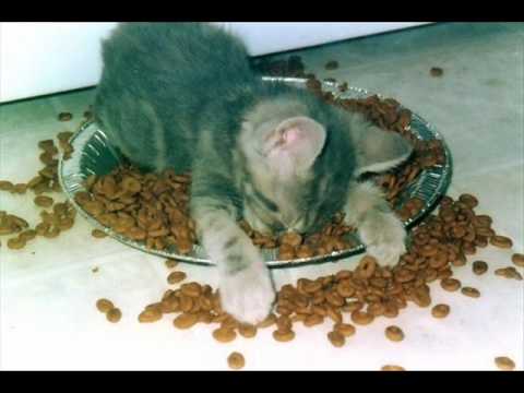 Funny Cats 1