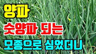 숫양파가 많이 나왔어요. 이유는 이미 알고 있습니다. 이런건 심지 마세요