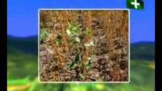 Neka ima Zelena Bulgaria 1