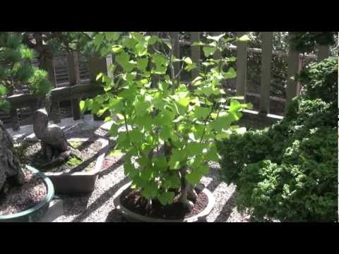 The Ginkgo's Secrets