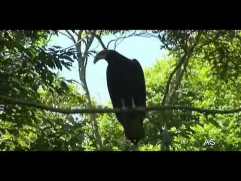 Cathartes burrovianus Lesser Yellow-headed Vulture Brazil