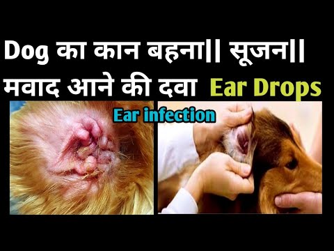 Pomisol Ear Drop 15 Ml, Packaging Type: Bottle