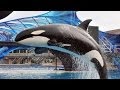 Stop SeaWorld's Cruelty - Pass Bloom's Orca ...