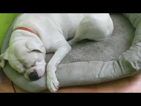 Snoring American bulldog