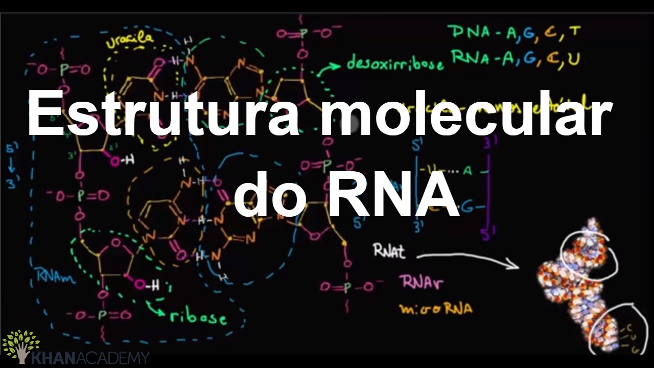 Estrutura molecular do RNA | Macromoléculas | Biologia | Khan Academy