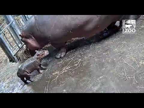 Hippo Fiona has a New Brother or Sister Cincinnati Zoo