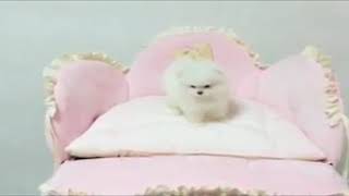 Pomeranian Puppies Sale in Ohio City, OH