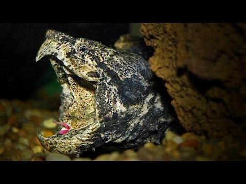 Korytnačka supia aligátorová (Macrochelys temminckii) — lákadlo na jazyku