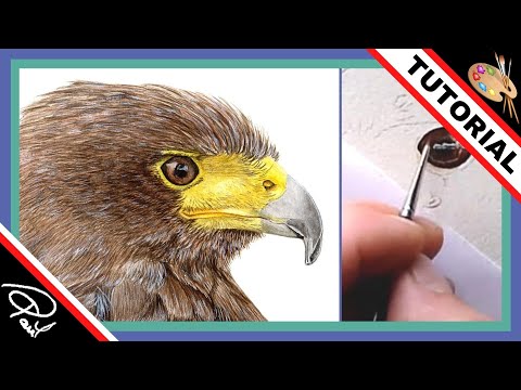 Harris Hawk Eye Detail Watercolour Tutorial, Working on the Highlight Lesson