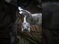 Grey Tuxedo Cat