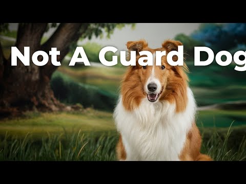 Why Rough Collies Make Terrible Guard Dogs