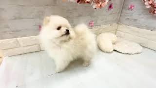 ポメラニアンの動画01