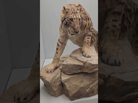 Naturhistorisches Museum Basel 1/4 Vlog #20 Natur & Reisen