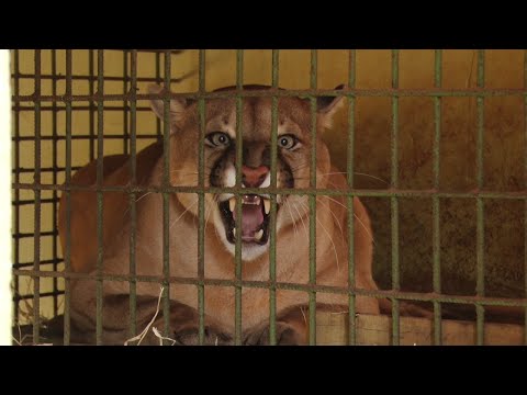 Zoológico de Piracicaba acolhe animais feridos por queimadas na região