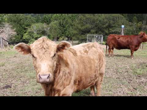 LOT 1 Currumbin Creek Road, Currumbin Valley, QLD 4223, 0 chambres, 0 salles de bain, Section