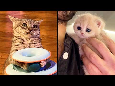 Best Kitten Videos On The Internet
