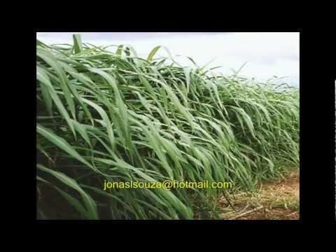 Raul Seixas - Capim Guiné