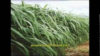 Raul Seixas - Capim Guiné