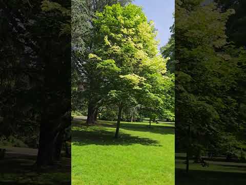 2025.06.17 #shorts What's at War Memorial Park?