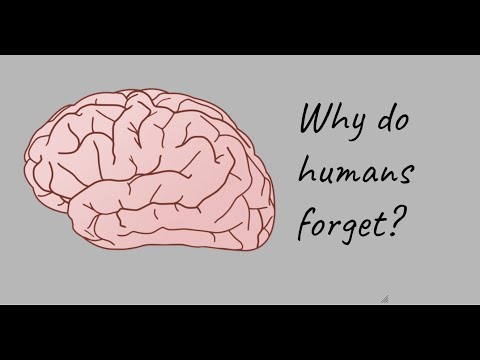 Why do humans forget things?