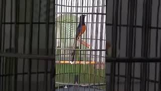 Download lagu PANCINGAN MURAI BATU TEMBAKAN KERAS FULL FIGHTER #muraibatu #muraibatugacor #shorts mp3 Download lagu PANCINGAN MURAI BATU TEMBAKAN KERAS FULL FIGHTER #muraibatu #muraibatugacor #shorts mp3