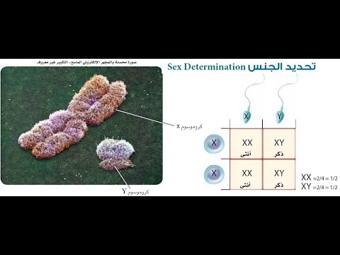 الأنماط الوراثية المعقدة -الجزء الثاني - بريدج