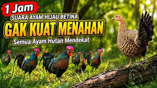 Download lagu 1 jam Pikat Ayam Hutan HIJAU BETINA langsung berdatangan 2026 | Ayam Betina BIRAHI Panggil JANTAN mp3